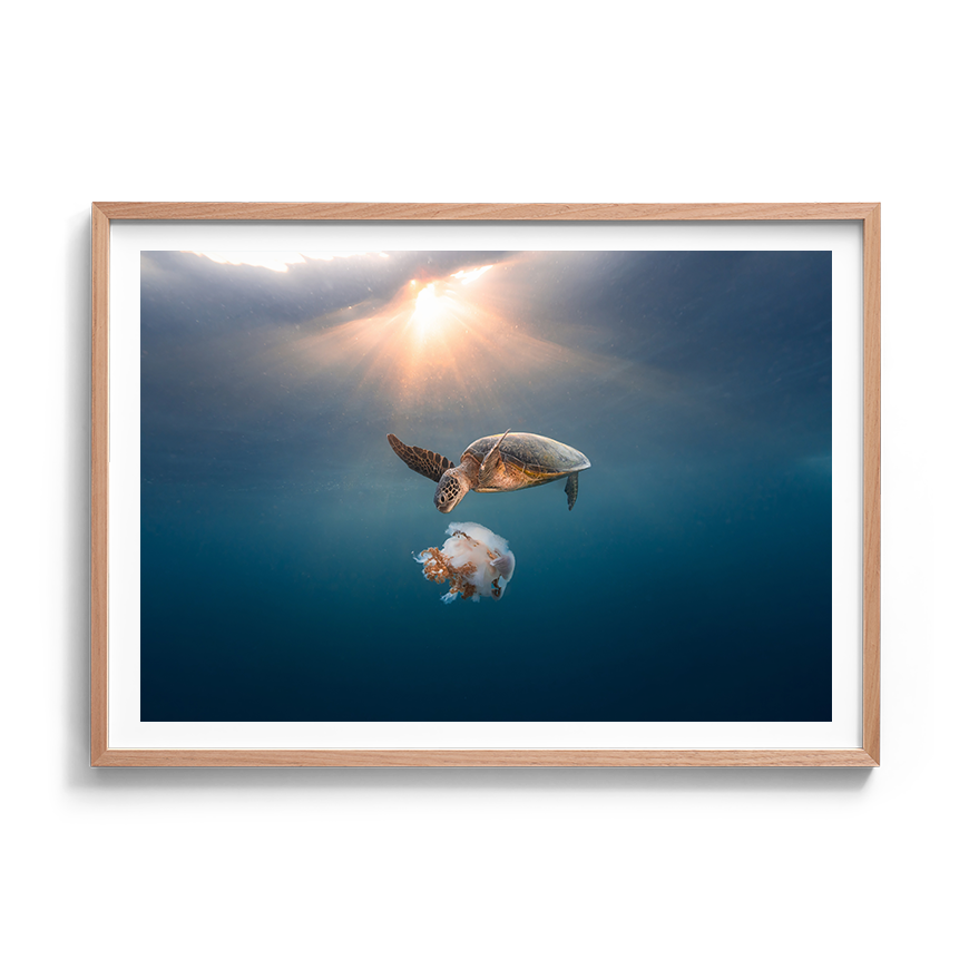 Green Sea Turtle's Twilight Delight