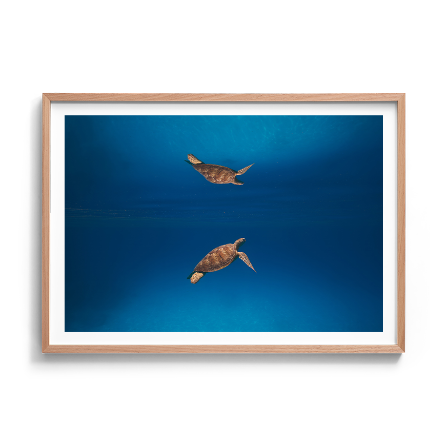 Green Sea Turtle’s Reflection