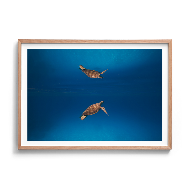Green Sea Turtle’s Reflection