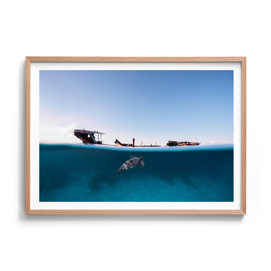 Green Sea Turtle’s Exploration