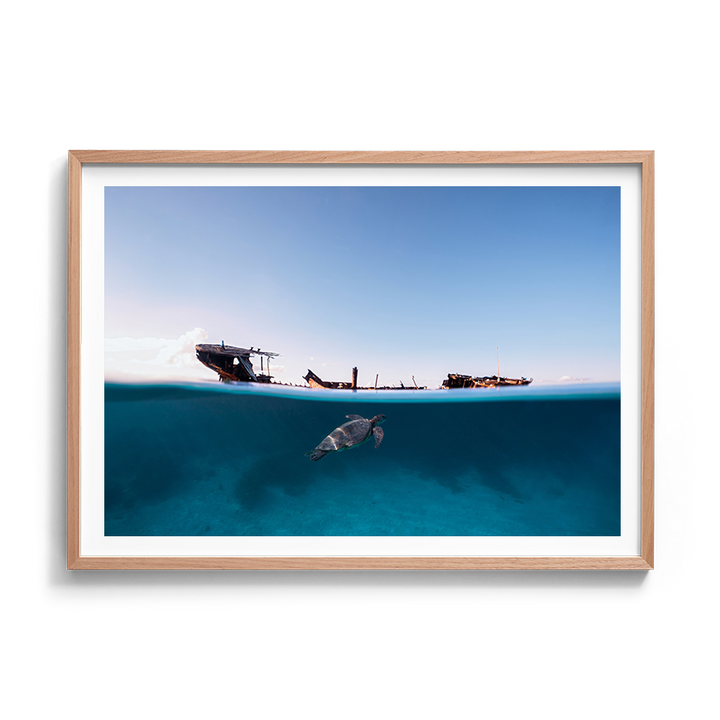 Green Sea Turtle’s Exploration
