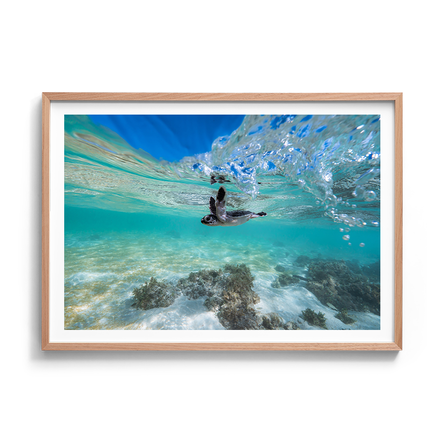 Green Sea Turtle’s First Dip