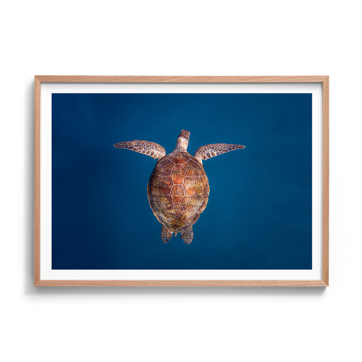 Green Sea Turtle: Emergence