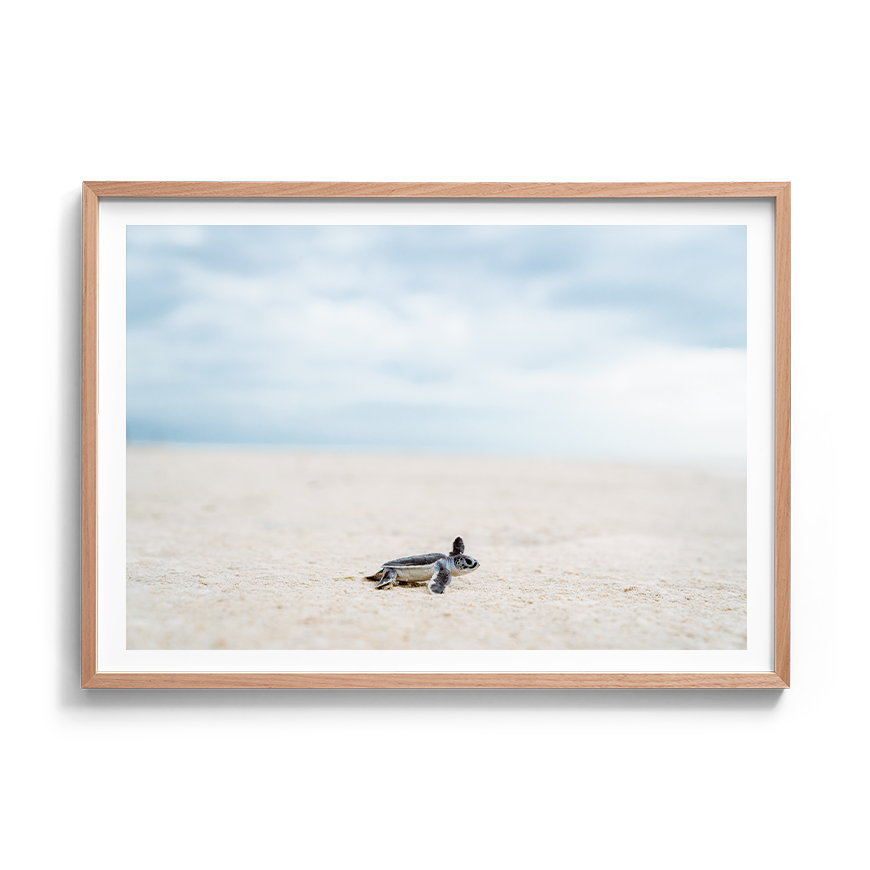 Green Sea Turtle’s Adventure begins