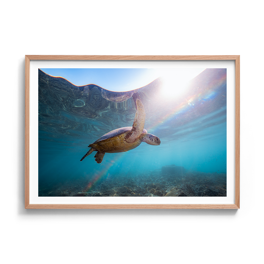 Green Sea Turtle’s Rainbow Odyssey