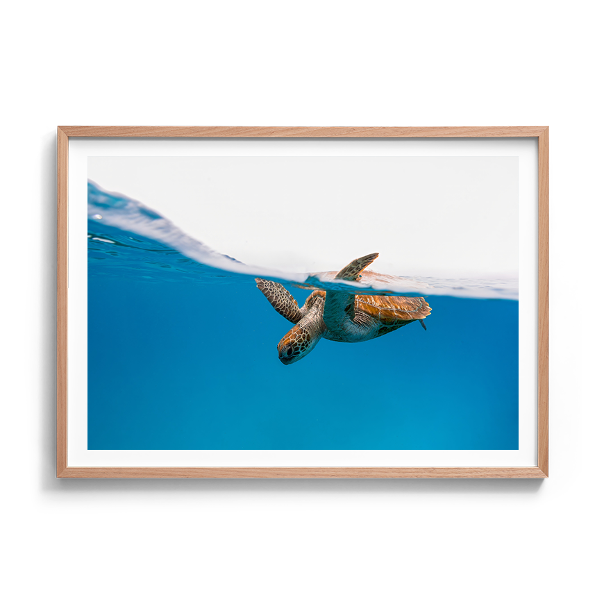 Green Sea Turtle’s Breath