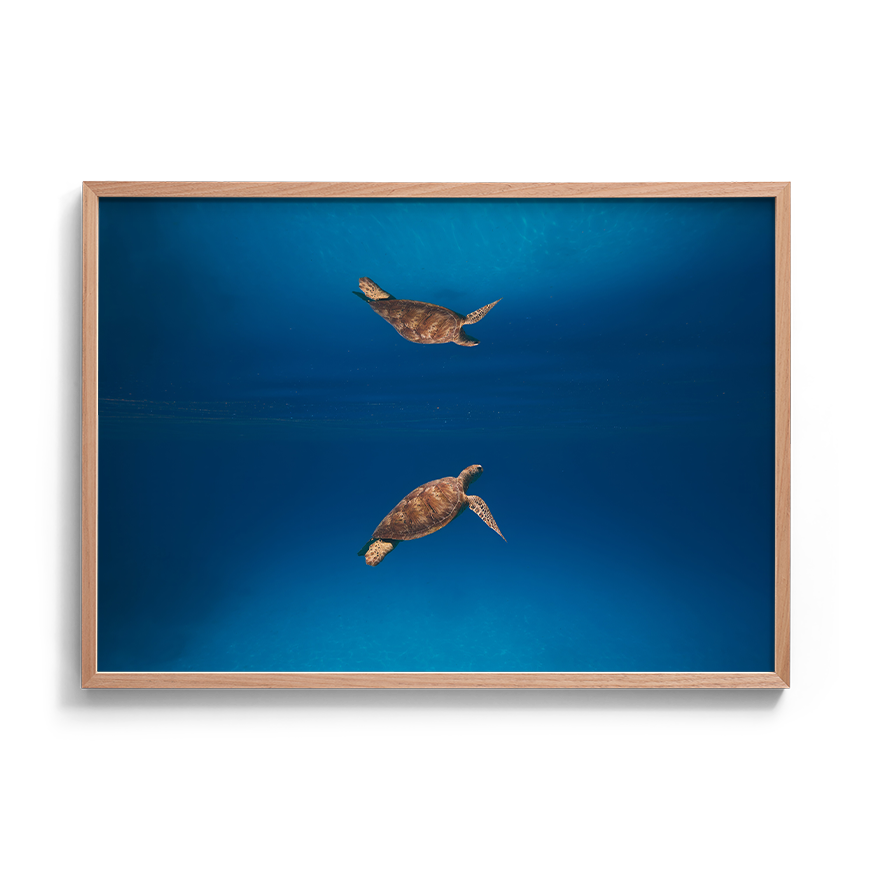 Green Sea Turtle’s Reflection