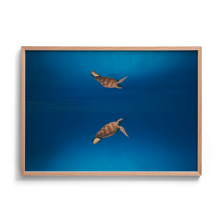 Green Sea Turtle’s Reflection