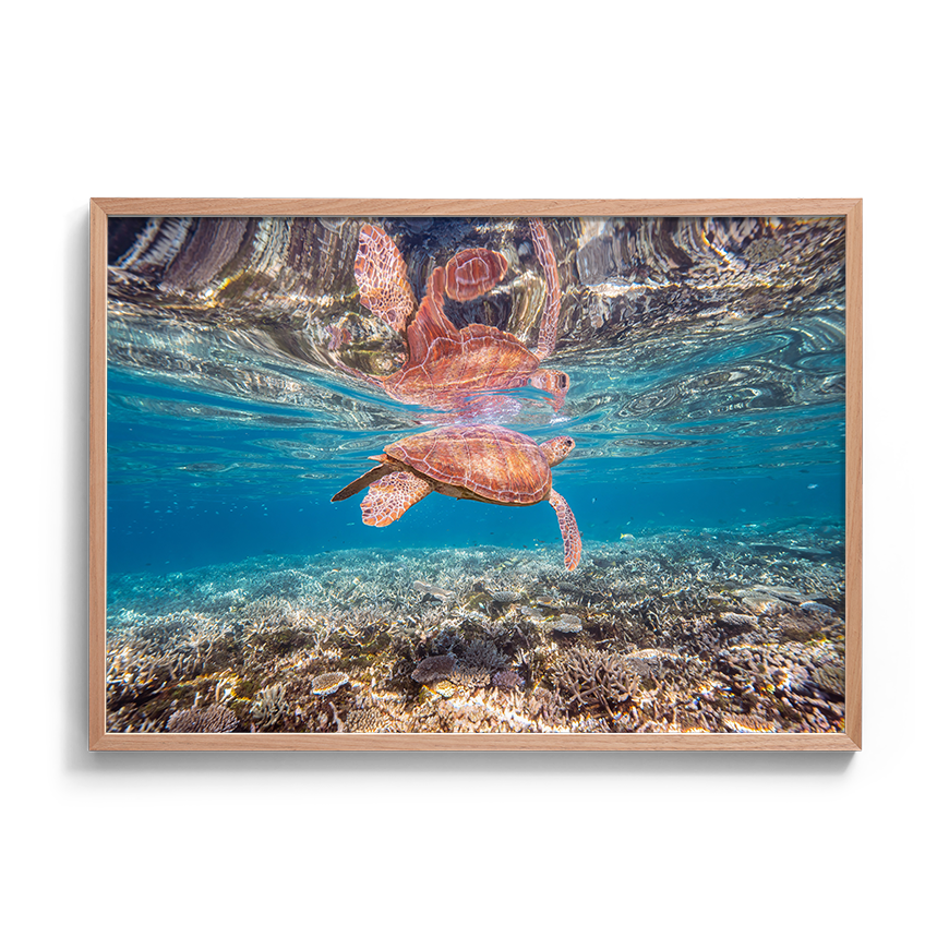 Green Sea Turtle: Amongst the Reef