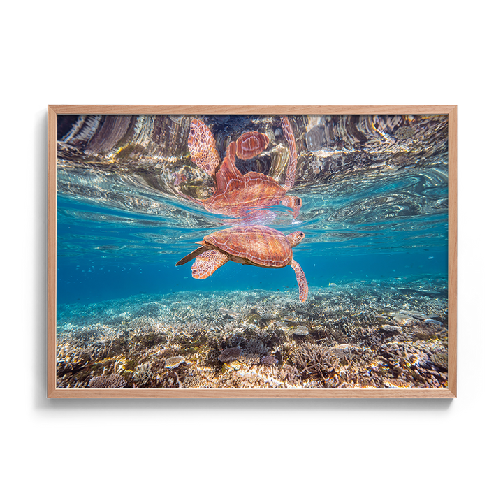 Green Sea Turtle: Amongst the Reef