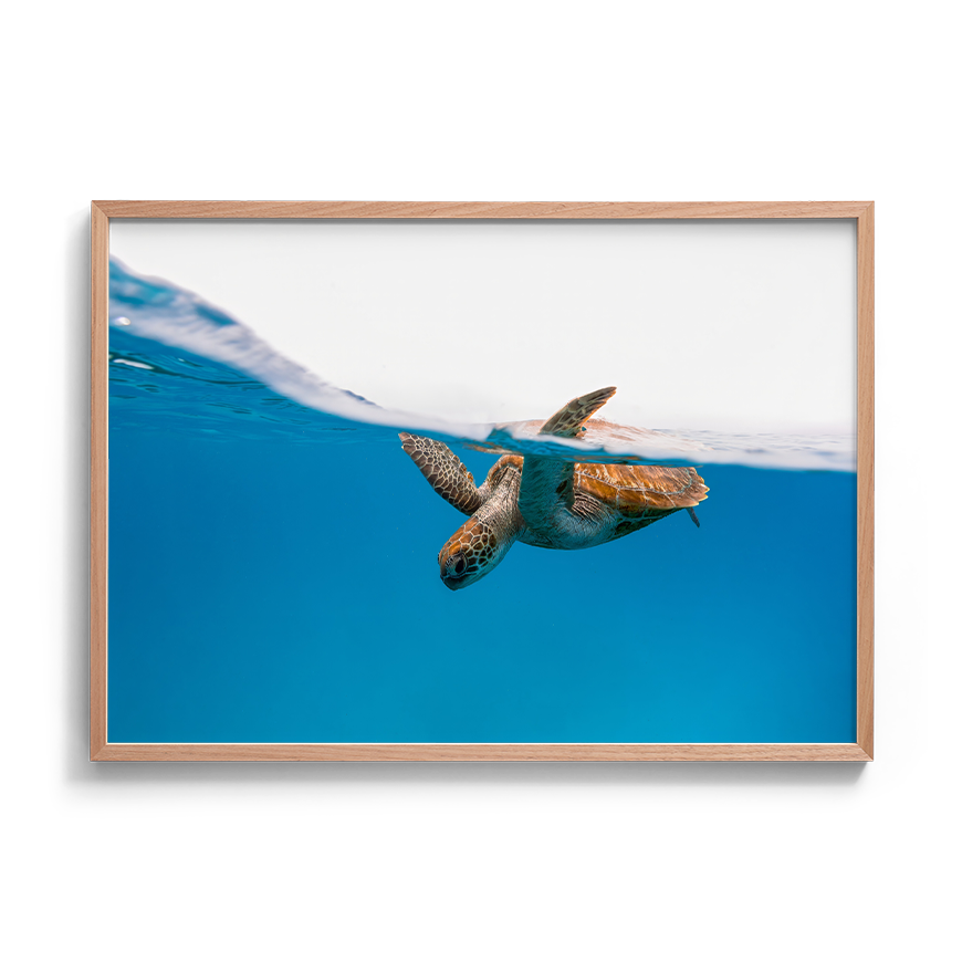 Green Sea Turtle’s Breath