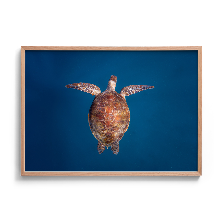 Green Sea Turtle: Emergence