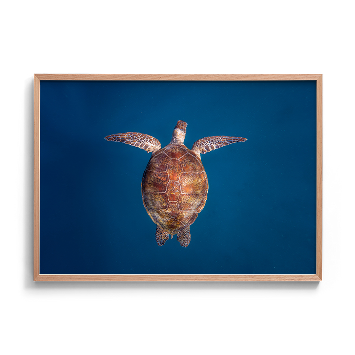 Green Sea Turtle: Emergence