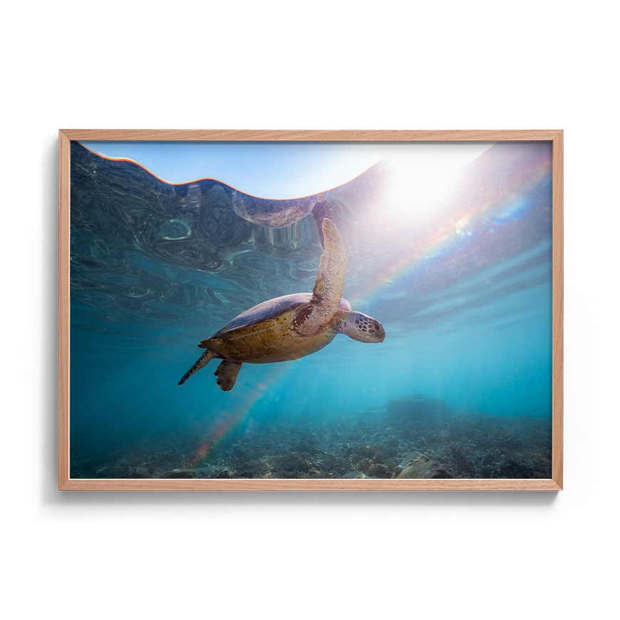 Green Sea Turtle’s Rainbow Odyssey