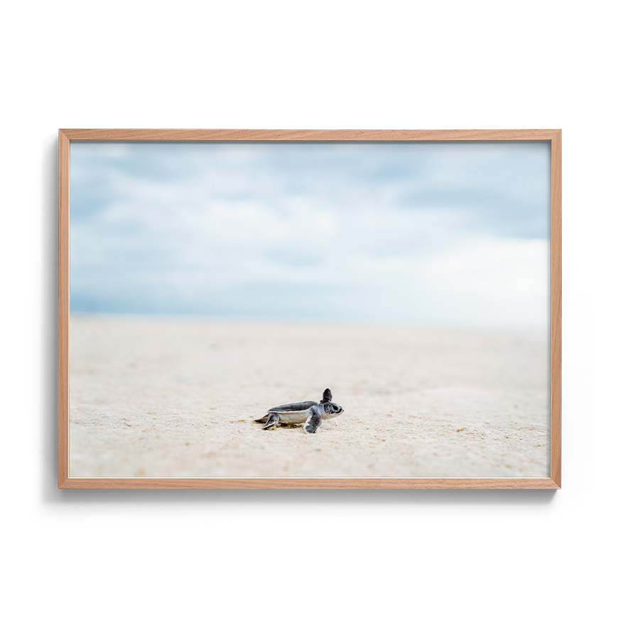 Green Sea Turtle’s Adventure begins