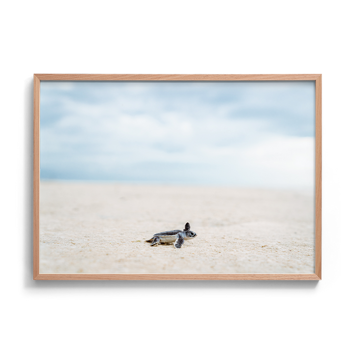 Green Sea Turtle’s Adventure begins