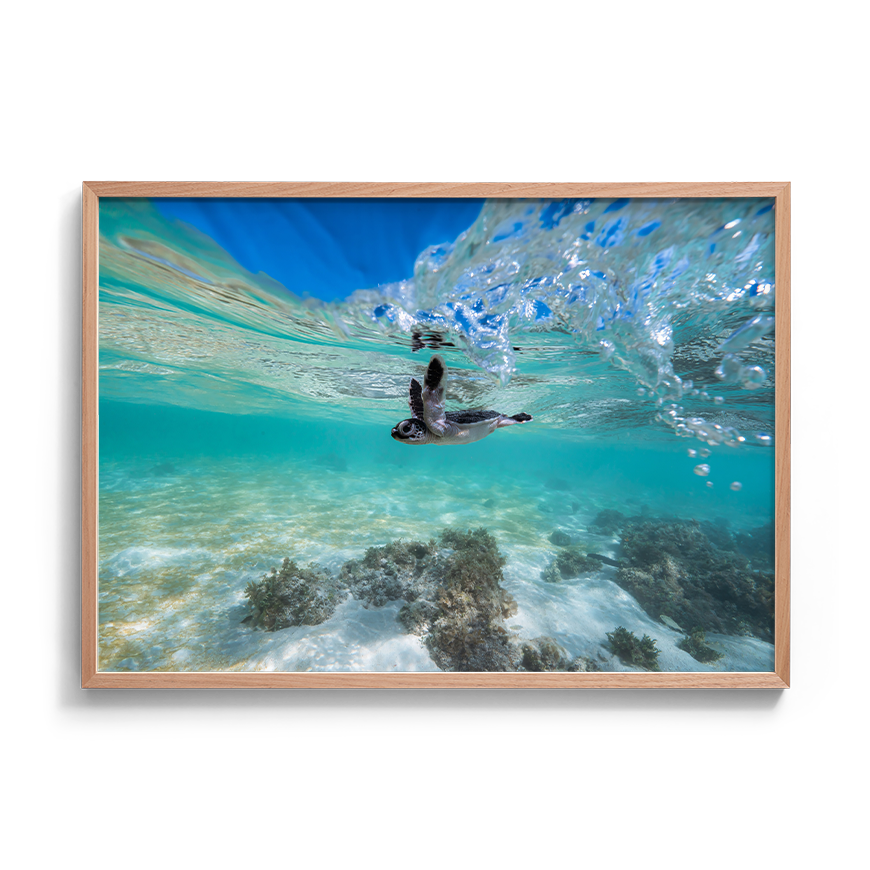Green Sea Turtle’s First Dip
