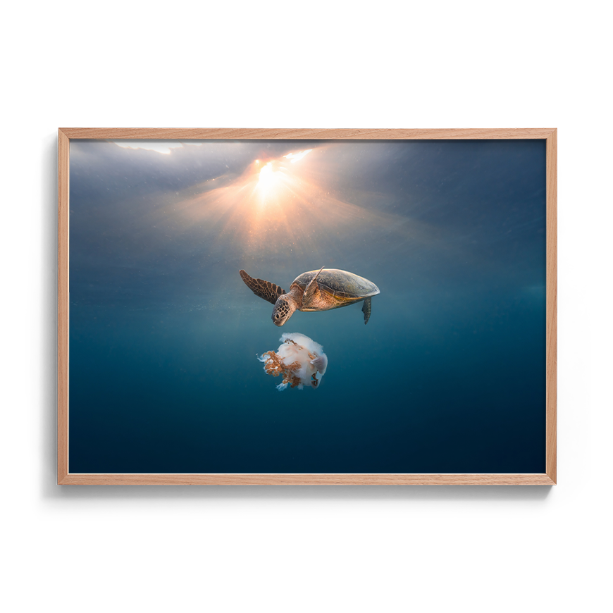 Green Sea Turtle's Twilight Delight