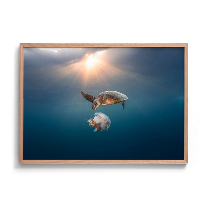 Green Sea Turtle's Twilight Delight