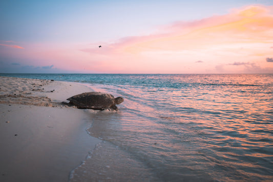 Green Sea Turtle’s Legacy: A Mother's Journey
