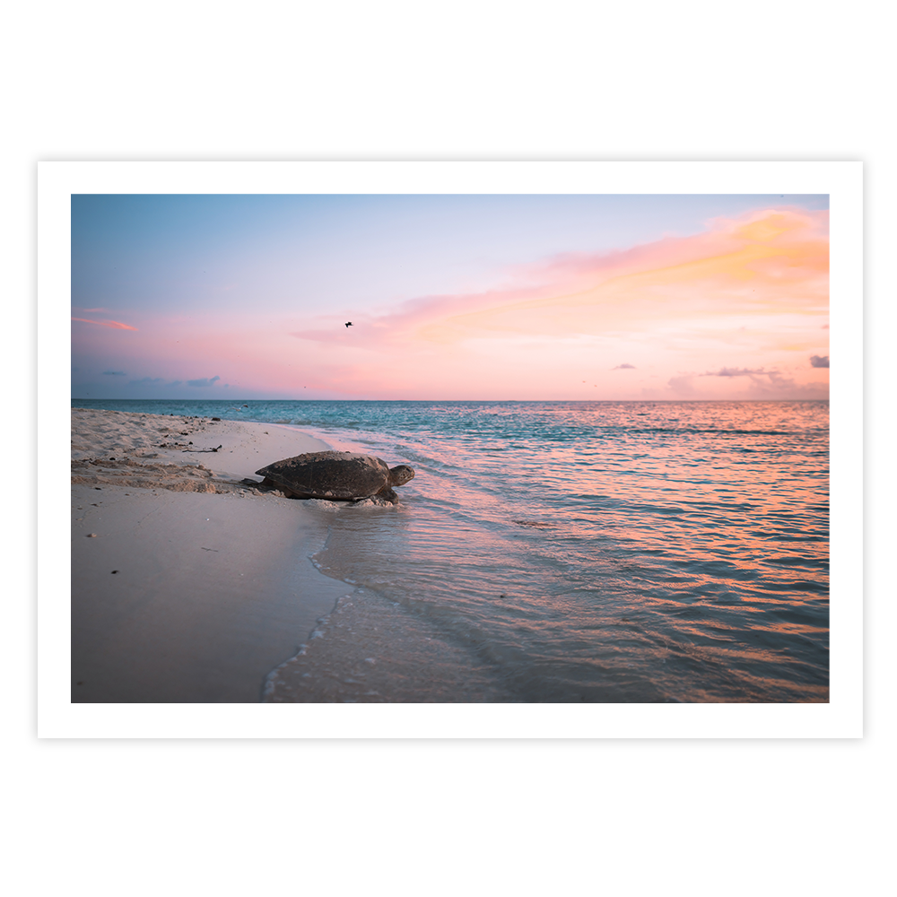 Green Sea Turtle’s Legacy: A Mother's Journey