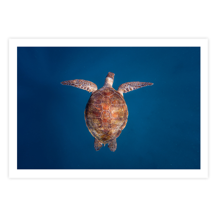 Green Sea Turtle: Emergence