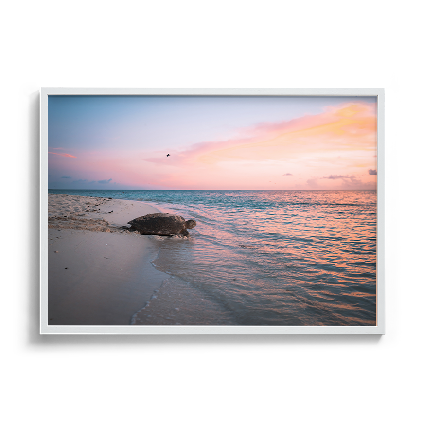 Green Sea Turtle’s Legacy: A Mother's Journey