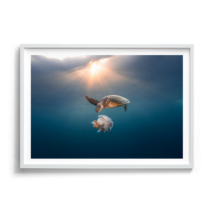 Green Sea Turtle's Twilight Delight