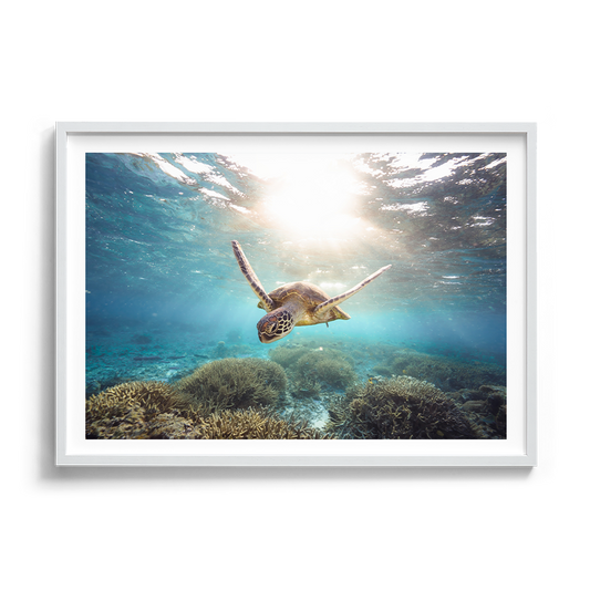 Green Sea Turtle’s Drift