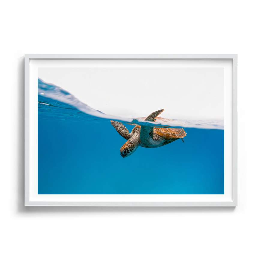 Green Sea Turtle’s Breath