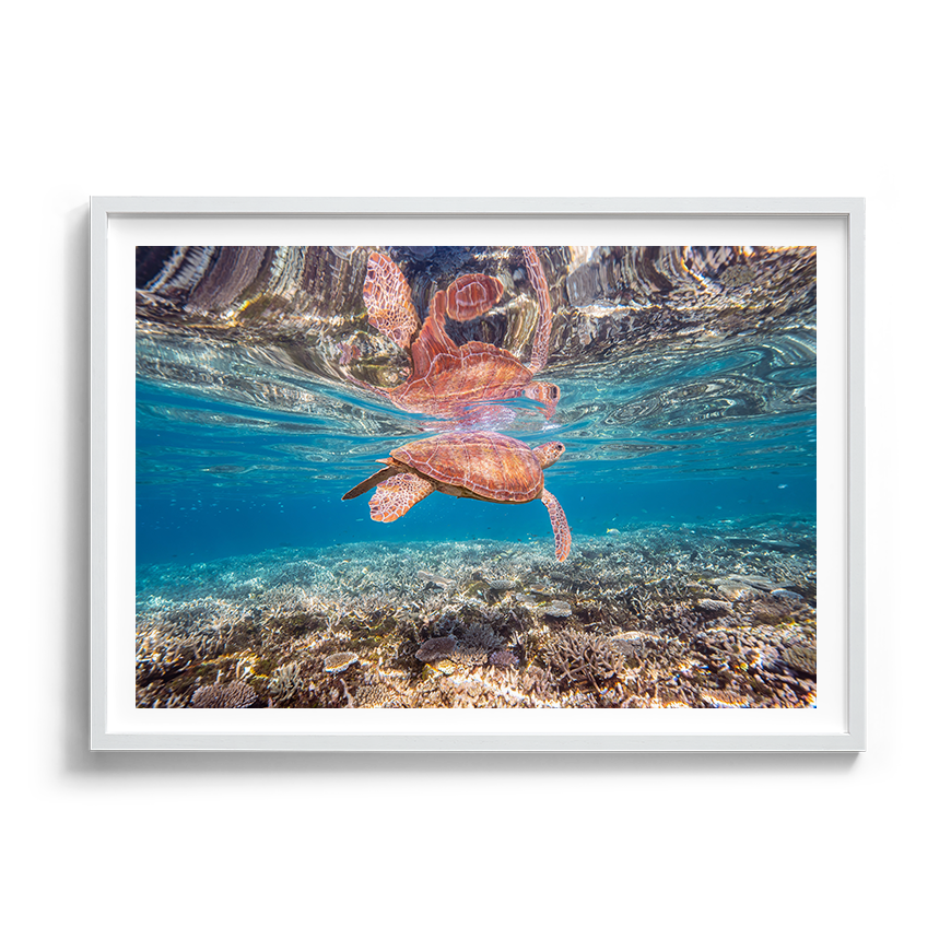 Green Sea Turtle: Amongst the Reef