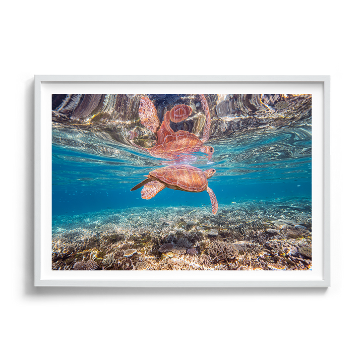 Green Sea Turtle: Amongst the Reef