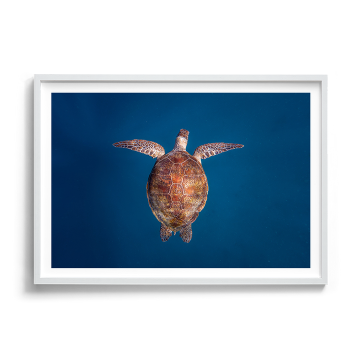 Green Sea Turtle: Emergence