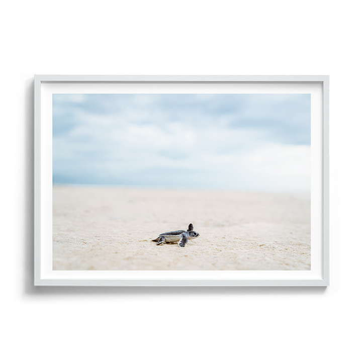 Green Sea Turtle’s Adventure begins