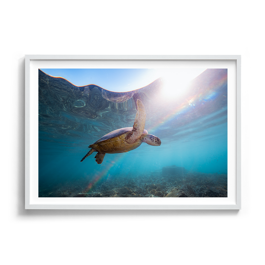 Green Sea Turtle’s Rainbow Odyssey