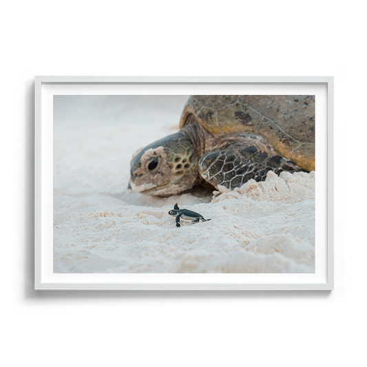 Green Sea Turtle Following the Tracks of an Elder