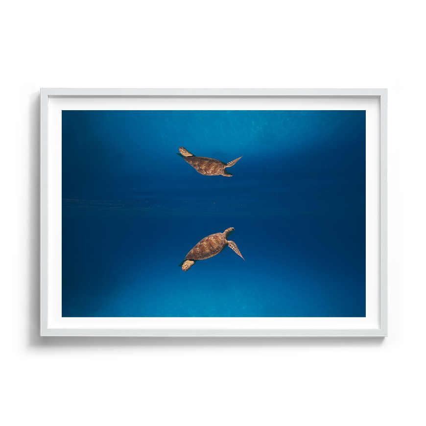 Green Sea Turtle’s Reflection