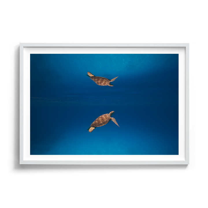 Green Sea Turtle’s Reflection