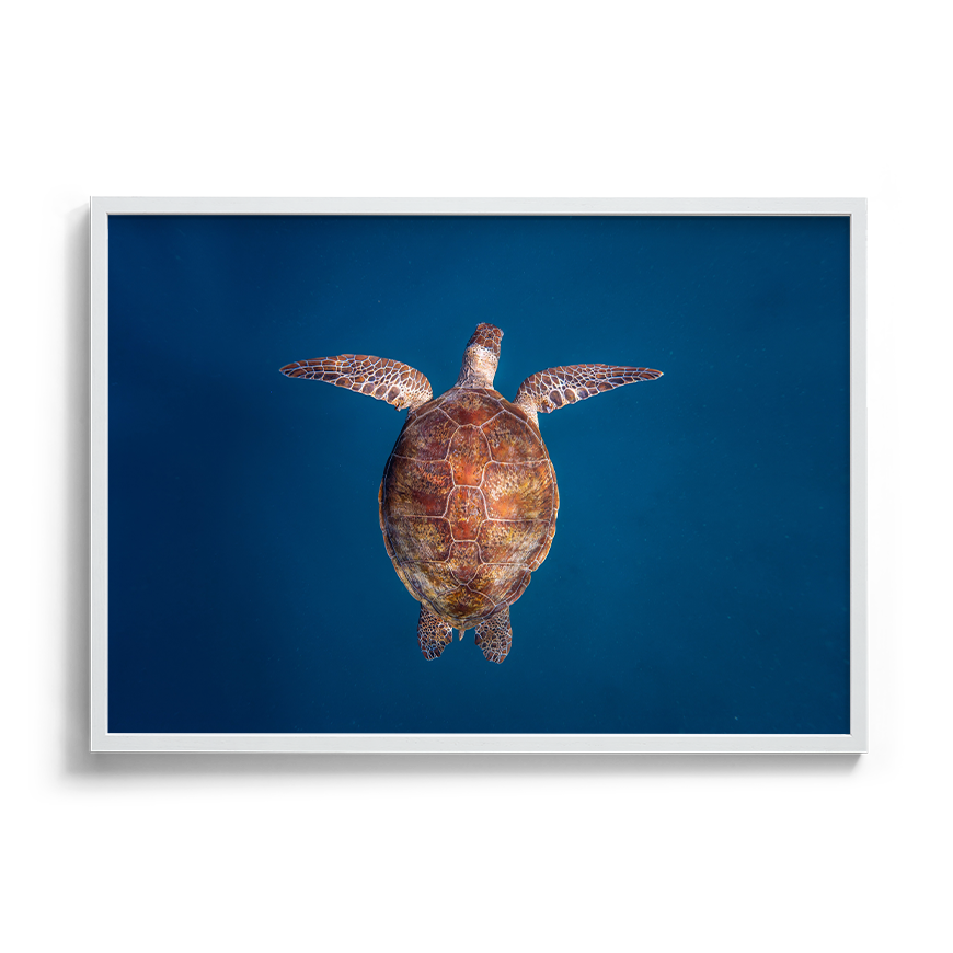 Green Sea Turtle: Emergence