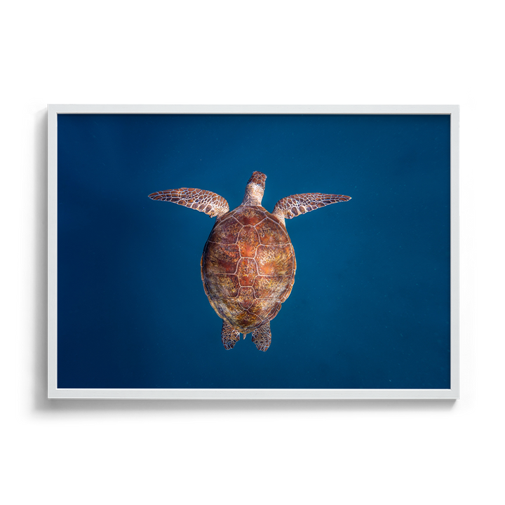 Green Sea Turtle: Emergence