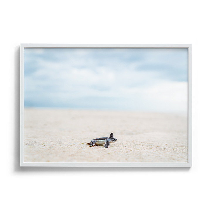 Green Sea Turtle’s Adventure begins