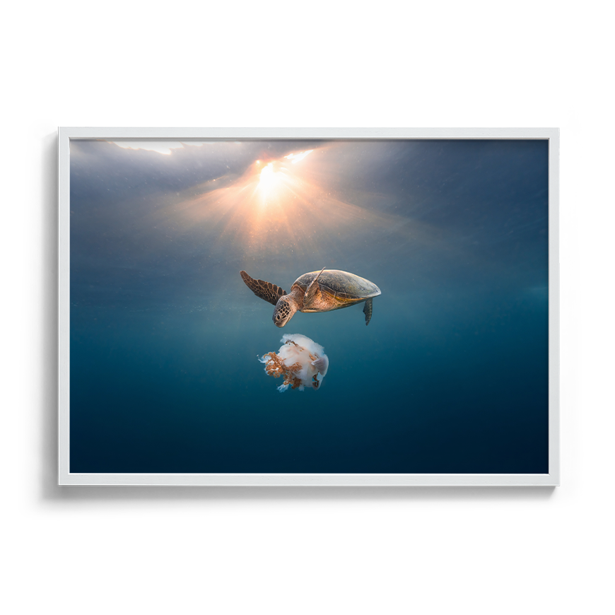 Green Sea Turtle's Twilight Delight