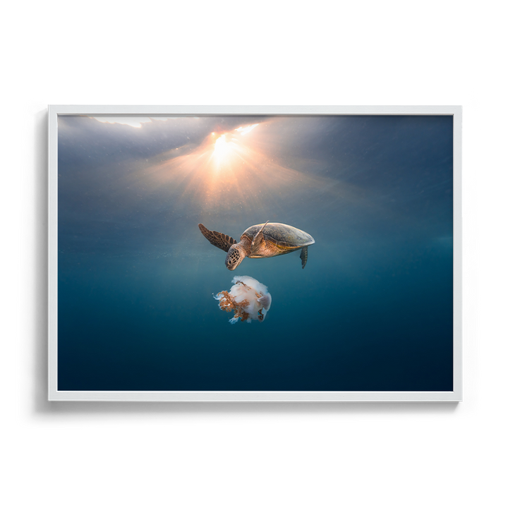 Green Sea Turtle's Twilight Delight