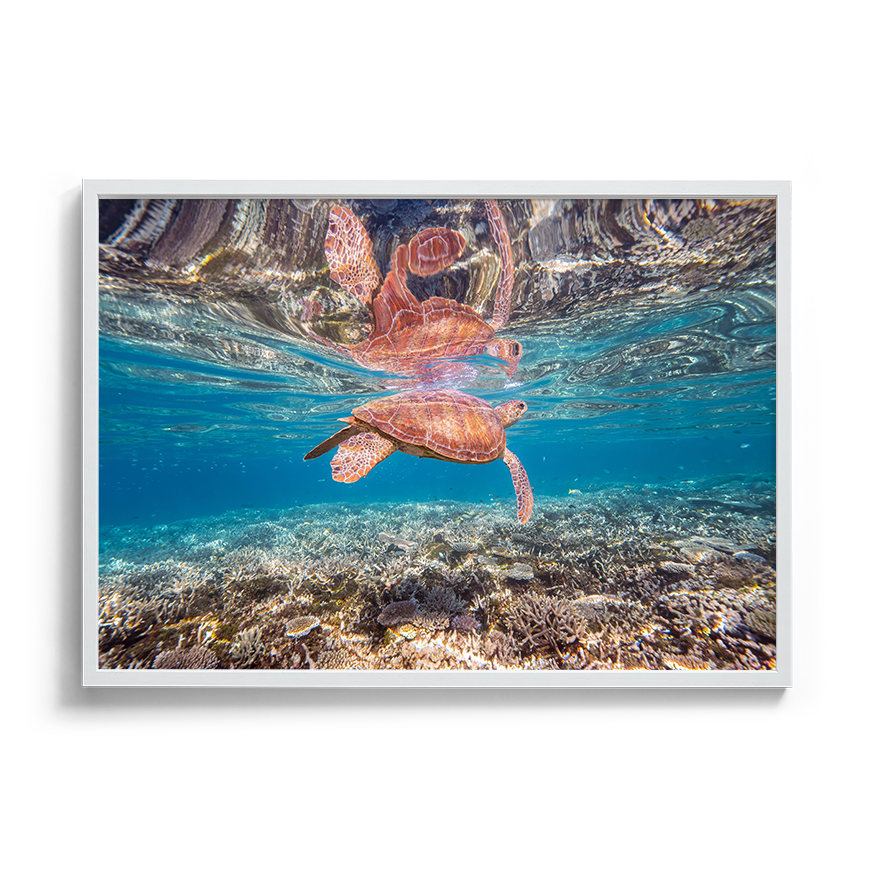 Green Sea Turtle: Amongst the Reef