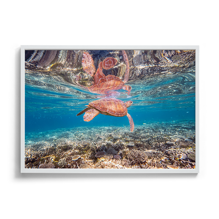 Green Sea Turtle: Amongst the Reef