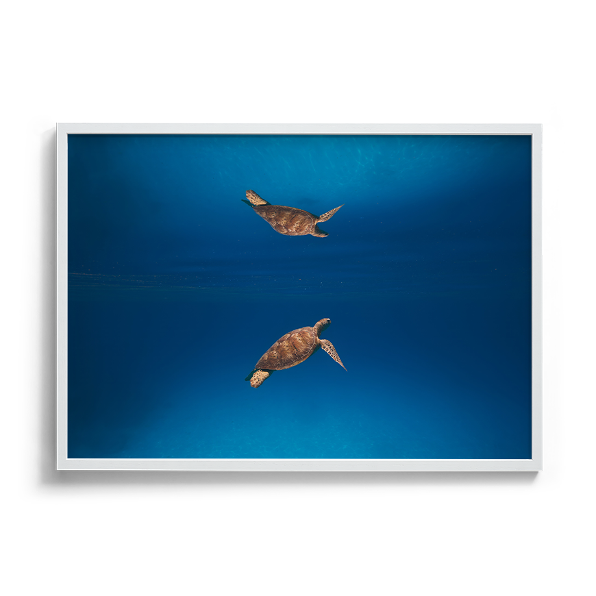 Green Sea Turtle’s Reflection