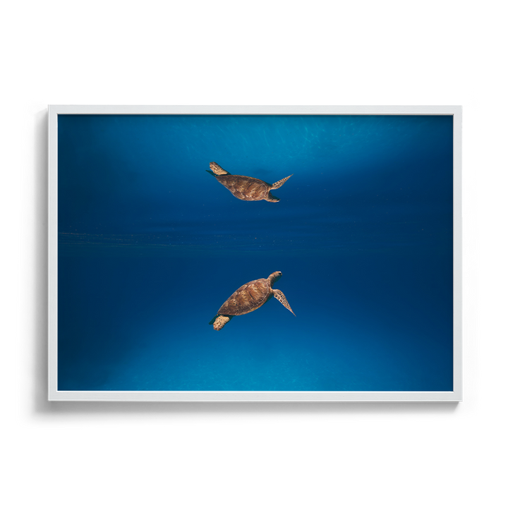 Green Sea Turtle’s Reflection