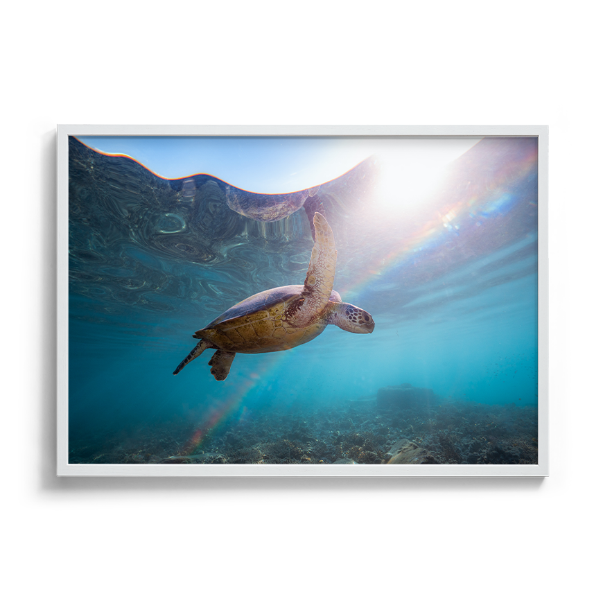 Green Sea Turtle’s Rainbow Odyssey